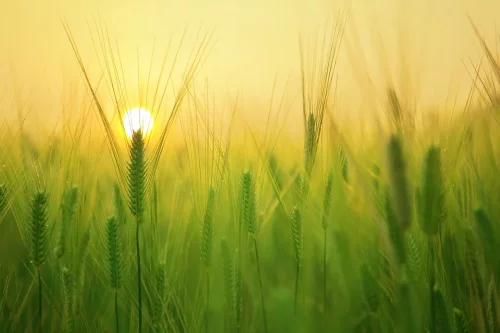 barley-field-1684052_960_720