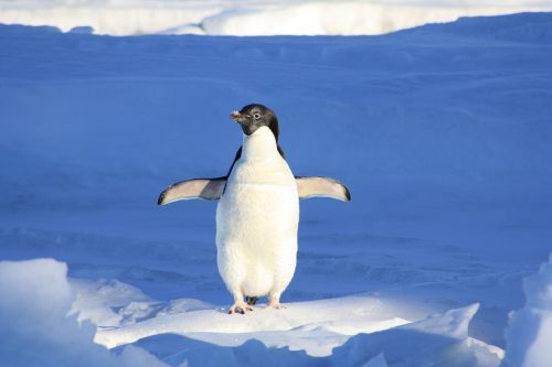 penguin-56101_960_720