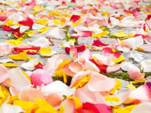 rose-petals-693570_960_720